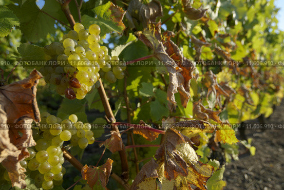 "Côteaux du Layon",grape 2. Стоковое фото, фотограф pascal coupry / PantherMedia / Фотобанк Лори