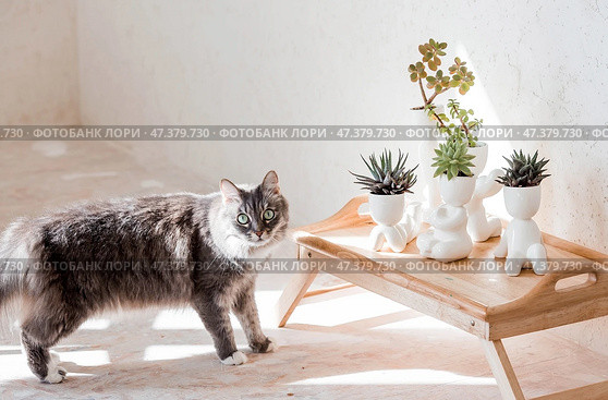 Cultivation of succulent plants. Caring for houseplants at home. Homemade flowers. Juicy. Стоковое фото, фотограф Photojuli / Фотобанк Лори