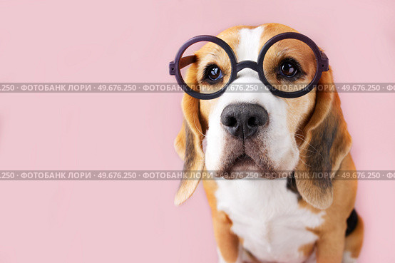 Curious beagle dog wearing glasses on pink isolated background. Education concept, back to school. Стоковое фото, фотограф Виктория Тельминова / Фотобанк Лори