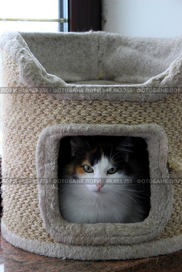 Curious cat peeks from cozy hideout in a sunlit room during a peaceful afternoon. Стоковое фото, фотограф Анна Сивакова / Фотобанк Лори
