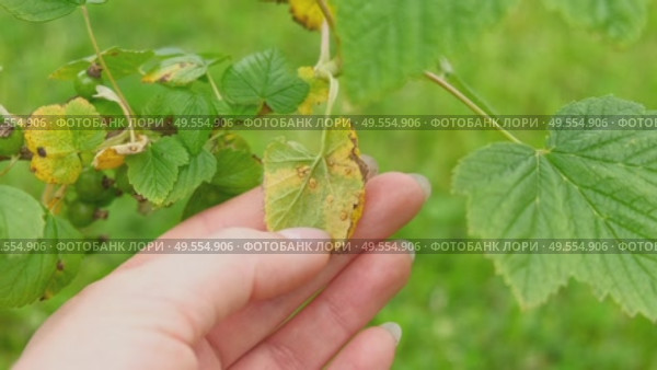 Currant and gooseberry leaf spot. Curling puckering sick blister leaves close-up. Small, dark yellow orange spots on the plant. Puckered blistered leaves distorted by aphids. Yellowish green foliage. Стоковое видео, видеограф Марина Демидюк / Фотобанк Лори