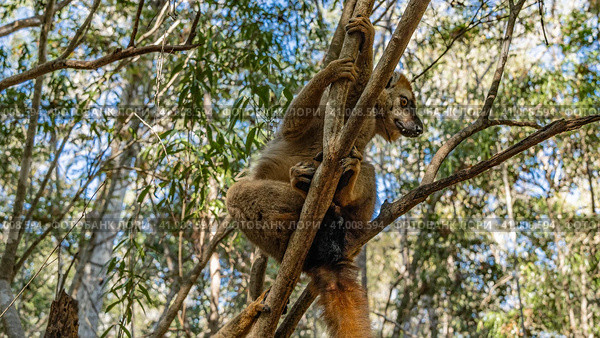 Cute brown lemur Eulemur albifrons is sitting on a tree, holding on to the branches with his paws. Visible eyes, fluffy fur. Madagascar. Kirindi Forest. (2023 год). Стоковое фото, фотограф Вера Ивановна Кубарева / Фотобанк Лори
