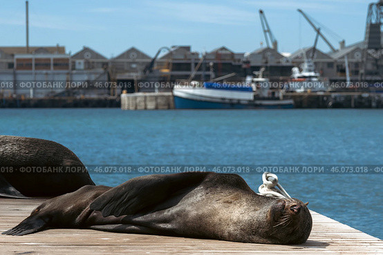 Cute Cape fur seal sleeping on the pier. Стоковое фото, фотограф Екатерина Якименко / Фотобанк Лори