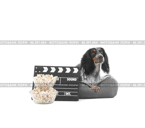 Cute cocker spaniel dog with bowls of popcorn and clapperboard lying on pet bed against white background. Стоковое фото, фотограф Pixel_shot / Фотобанк Лори