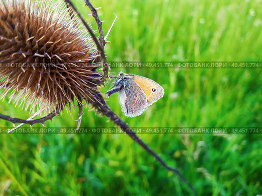 Cute colorful butterfly on a dry, thorn, spin plant against green grass background. Стоковое фото, агентство Ingram Publishing / Фотобанк Лори