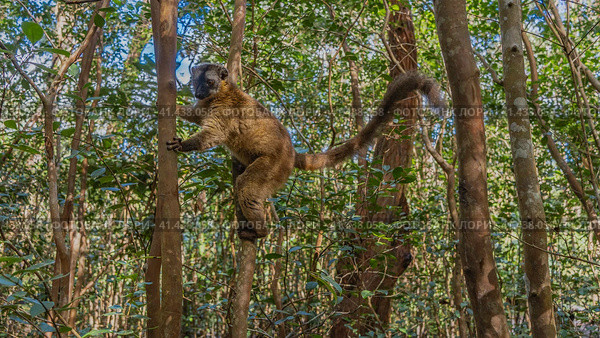 Cute common brown lemur Eulemur albifrons is sitting on a tree, holding onto the trunk with his paws. Fluffy fur, long tail, shiny eyes are visible. Madagascar. Vakona Forest Reserve. Стоковое фото, фотограф Вера Ивановна Кубарева / Фотобанк Лори