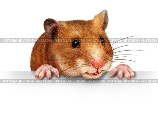 Cute hamster smiling and happy holding a blank white billboard comunications card with pink hairy paws andrealistic detailed fur on a white backround. Стоковое фото, агентство Ingram Publishing / Фотобанк Лори