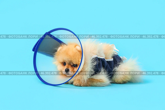 Cute Pomeranian dog in cone and recovery suit after sterilization on blue background. Стоковое фото, фотограф Pixel_shot / Фотобанк Лори