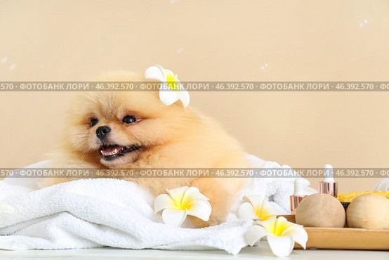 Cute Pomeranian dog with plumeria flowers and spa accessories on table against beige background. Стоковое фото, фотограф Pixel_shot / Фотобанк Лори