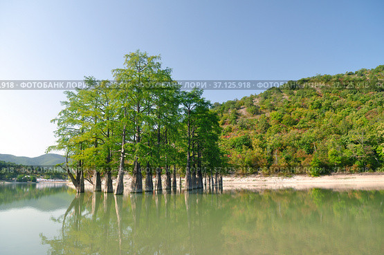 Cypress trees in Sukko lake. Anapa. Russia. Стоковое фото, фотограф Арестов Андрей Павлович / Фотобанк Лори