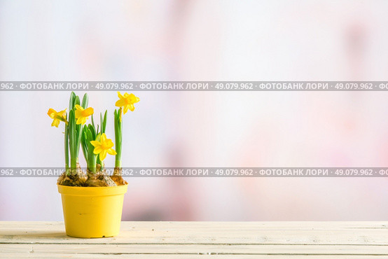 Daffodils in a yellow flowerpot on wooden planks on a violet background. Стоковое фото, агентство Ingram Publishing / Фотобанк Лори