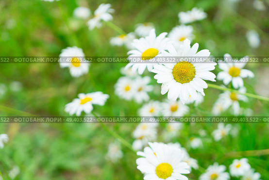 Daisy fresh blooming flowers and green leaves. Jasmine flowers on wooden table. Стоковое фото, агентство Ingram Publishing / Фотобанк Лори