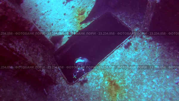 Дайвер выплывает из трюма затонувшего корабля в Красном море. Стоковое видео, видеограф Некрасов Андрей / Фотобанк Лори
