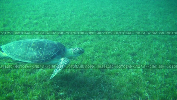 Дайвинг в Красном море. Морская черепаха. Морская лужайка. Стоковое видео, видеограф Галина / Фотобанк Лори
