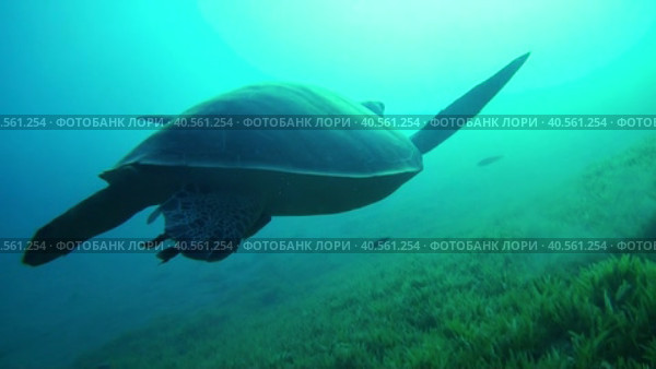 Дайвинг в Красном море. Морская черепаха. Морская лужайка. Стоковое видео, видеограф Галина / Фотобанк Лори