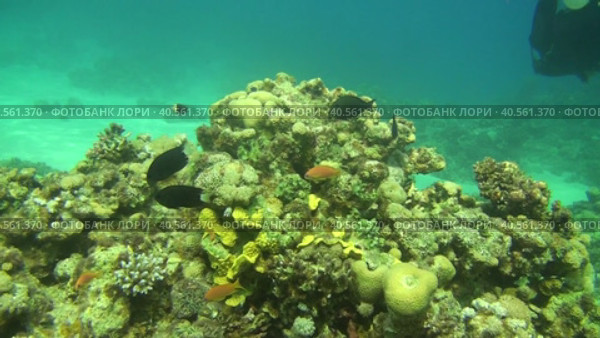 Дайвинг в Красном море. Очень красивый подводный риф. Стоковое видео, видеограф Галина / Фотобанк Лори