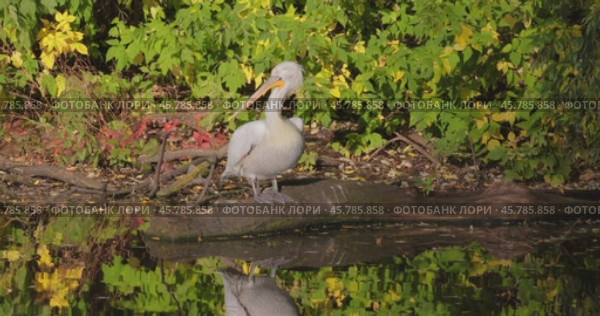 Dalmatian pelican (Pelecanus crispus) is the largest member of the pelican family, and perhaps the world's largest freshwater bird, although rivaled in weight and length by the largest swans. Стоковое видео, видеограф Андрей Армягов / Фотобанк Лори