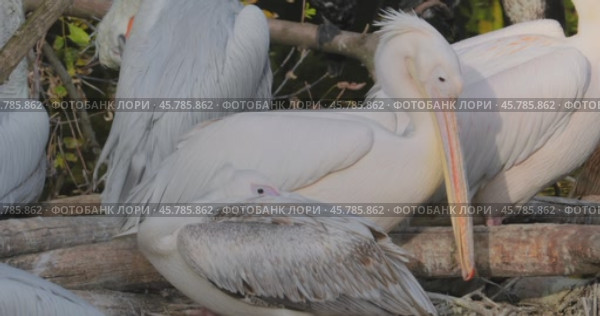 Dalmatian pelican (Pelecanus crispus) is the largest member of the pelican family, and perhaps the world's largest freshwater bird, although rivaled in weight and length by the largest swans. Стоковое видео, видеограф Андрей Армягов / Фотобанк Лори