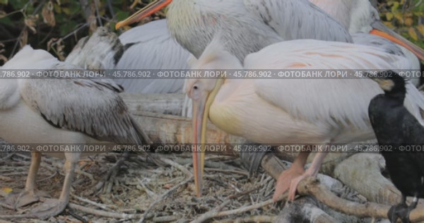 Dalmatian pelican (Pelecanus crispus) is the largest member of the pelican family, and perhaps the world's largest freshwater bird, although rivaled in weight and length by the largest swans. Стоковое видео, видеограф Андрей Армягов / Фотобанк Лори