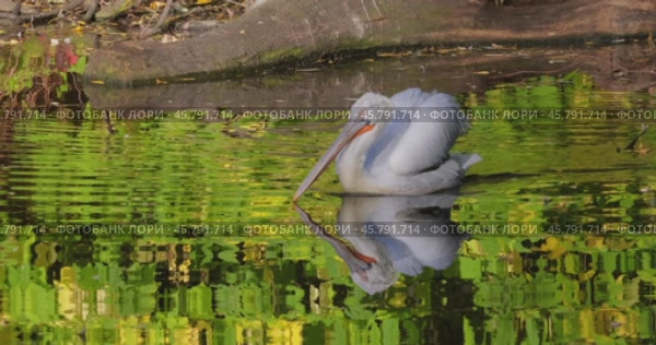 Dalmatian pelican (Pelecanus crispus) is the largest member of the pelican family, and perhaps the world's largest freshwater bird, although rivaled in weight and length by the largest swans. Стоковое видео, видеограф Андрей Армягов / Фотобанк Лори
