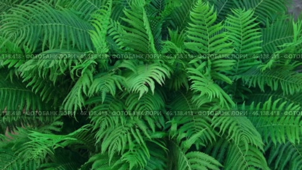 Dark Green Ferns Wallpaper. Wild forest Tropical Leaves Full Frame. Plant Texture. Perfect Natural Young Fern Pattern Background. Moody Feel. Top view, Copy space. Mock Up for Bio Care, Eco Product Ad. Стоковое видео, видеограф Марина Демидюк / Фотобанк Лори