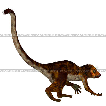 Darwinius primate from the Eocene epoch. Стоковое фото, фотограф Corey Ford/Stocktrek Images / ТАСС / Фотобанк Лори