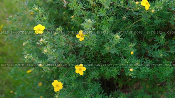 Dasiphora fruticosa blooming bush in the cottage garden landscape. Landscaping of the city park, alley. Potentilla. Shrubby cinquefoil, golden hardhack, cinquefoil, five-finger. Widdy and kuril tea. Стоковое видео, видеограф Марина Демидюк / Фотобанк Лори