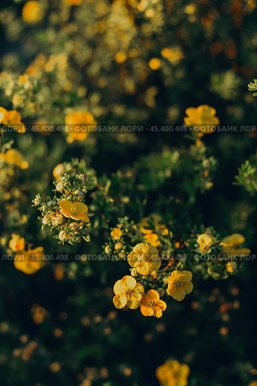 Dasiphora fruticosa, family Rosaceae, Potentilla fruticosa. Shrubby cinquefoil, bush cinquefoil. Стоковое фото, фотограф Elena Grishina / Фотобанк Лори