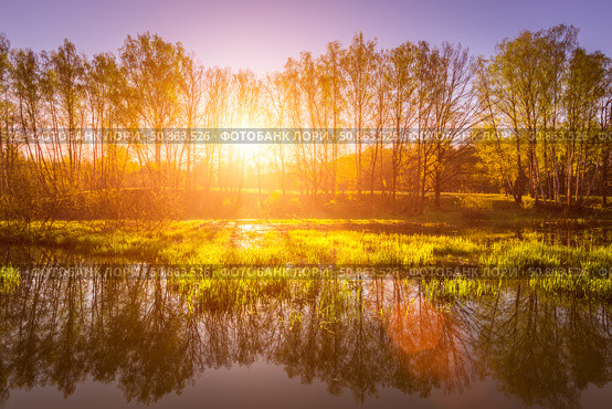 Dawn or sunset on a pond with young green reeds, birches on the neighboring shore. Стоковое фото, фотограф Емельянов Евгений Викторович / Фотобанк Лори