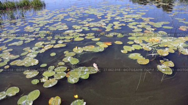 Dead fish floating in the river in summer day. Water pollution. Стоковое видео, видеограф FotograFF / Фотобанк Лори
