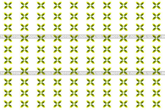 Decorative background from the leaves of Maranta tricolor on a white background. Стоковое фото, фотограф Михаил Яковлев (ktynzq) / Фотобанк Лори