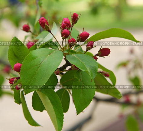 Decorative small-fruited apple tree Malus domestica Ola blooms on spring day. Стоковое фото, фотограф Валерия Попова / Фотобанк Лори
