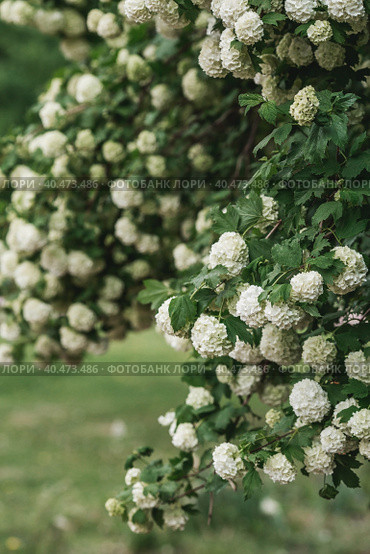 Decorative viburnum Buldenezh or Snow globe (Latin Viburnum opulus var sterile). Стоковое фото, фотограф Photojuli / Фотобанк Лори