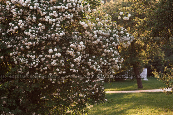 Decorative viburnum Buldenezh or Snow globe (Latin Viburnum opulus var sterile). Стоковое фото, фотограф Photojuli / Фотобанк Лори
