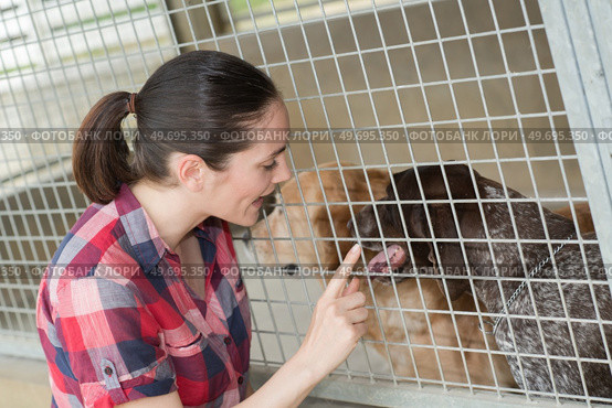 dedicated girl training dog in kennel. Стоковое фото, агентство Ingram Publishing / Фотобанк Лори
