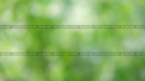 Defocused nature video background. Blurred green leaves and grass lawn in sunlight. Close up. Abstract natural backdrop, beauty bokeh. Blur of summer meadow. Mock Up for Bio Care, Eco Product Montage. Стоковое видео, видеограф Марина Демидюк / Фотобанк Лори