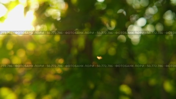 Defocused nature video background. Blurred green leaves and grass lawn in sunlight. Close up. Abstract natural backdrop, beauty bokeh. Blur of summer meadow. Mock Up for Bio Care, Eco Product Montage. Стоковое видео, видеограф Марина Демидюк / Фотобанк Лори