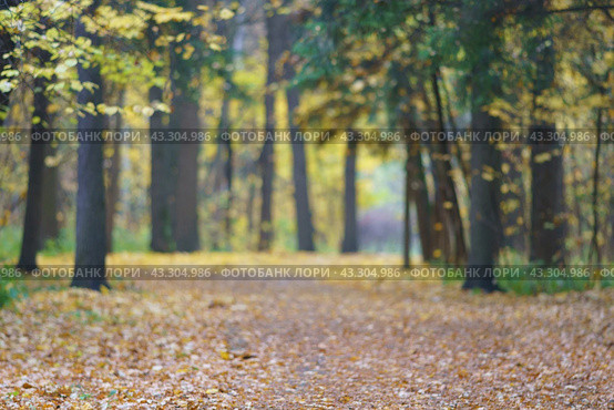 Defocused photography of autumn in the Moscow public park. Autumn coming. Lush foliage became golden. Calmness and peaceful in the air. Стоковое фото, фотограф YuryKara / Фотобанк Лори