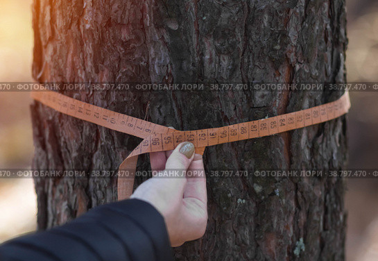Deforestation and forest valuation. Measuring the circumference of a pine tree with a ruler tape. Стоковое фото, фотограф Плотников Дмитрий / Фотобанк Лори