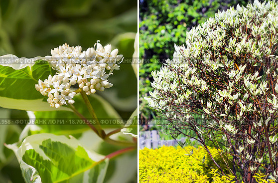 Декоративный садовый кустарник Дёрен белый (Cornus alba L.) Стоковое фото, фотограф Евгений Мухортов / Фотобанк Лори