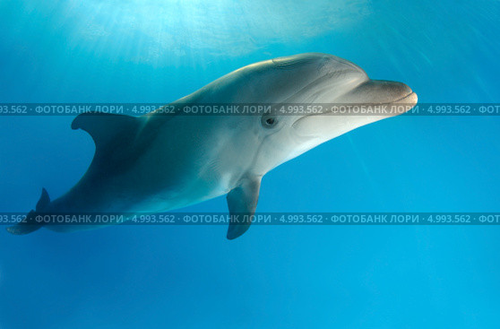 Дельфин Черноморская Афалина (Tursiops truncatus) Стоковое фото, фотограф Некрасов Андрей / Фотобанк Лори