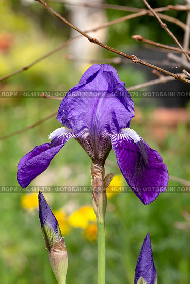 Delicate, garden iris (Iridaceae) growing in a flower bed. Стоковое фото, фотограф Татьяна Ляпи / Фотобанк Лори