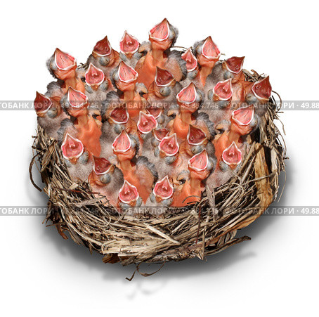 Demanding community concept and social media symbol as a crowd metaphor with a big chaotic group of baby birds in a giant nest complaining to get services. Стоковое фото, агентство Ingram Publishing / Фотобанк Лори