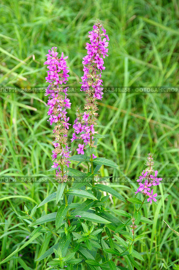 Дербенник иволистный, или плакун-трава (лат. Lythrum salicaria) Стоковое фото, фотограф Елена Коромыслова / Фотобанк Лори