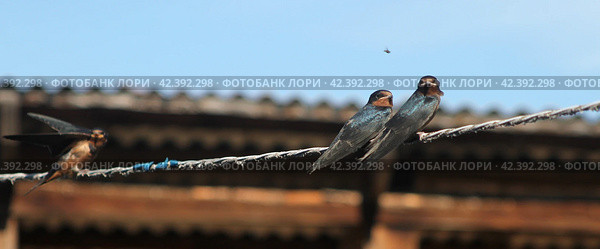 Деревенская ласточка. Стоковое фото, фотограф Сергей Козельский / Фотобанк Лори