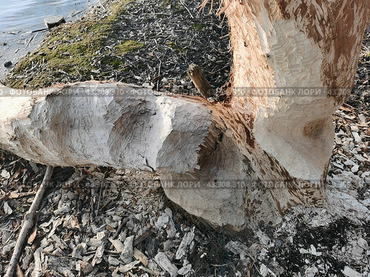 Дерево поврежденное бобрами на берегу реки. Стоковое фото, фотограф Александр К / Фотобанк Лори