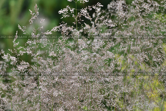 Deschampsia cespitosa is a species of perennial herbaceous plants of the genus Meadow grass of family Poaceae or Poaceae. Стоковое фото, фотограф Володина Ольга / Фотобанк Лори