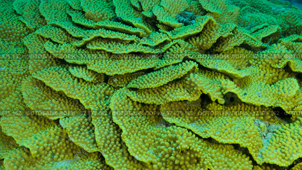 Details of the Lettuce coral or Yellow Scroll Coral (Turbinaria reniformis). Close-up of coral. Red sea, Egypt. Стоковое фото, фотограф Некрасов Андрей / Фотобанк Лори