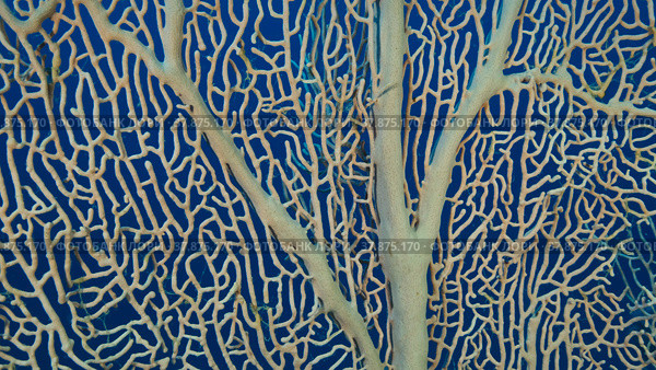 Details of the soft coral Giant Gorgonian or Sea fan (Subergorgia mollis). Close-up of coral. Red sea, Egypt. Стоковое фото, фотограф Некрасов Андрей / Фотобанк Лори