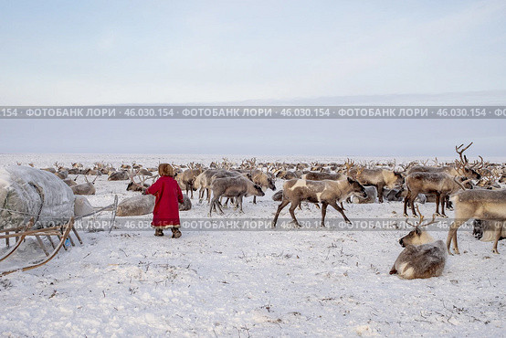 Девочка и стадо оленей. Этнография. Ямал. Стоковое фото, фотограф Катерина Романова / Фотобанк Лори